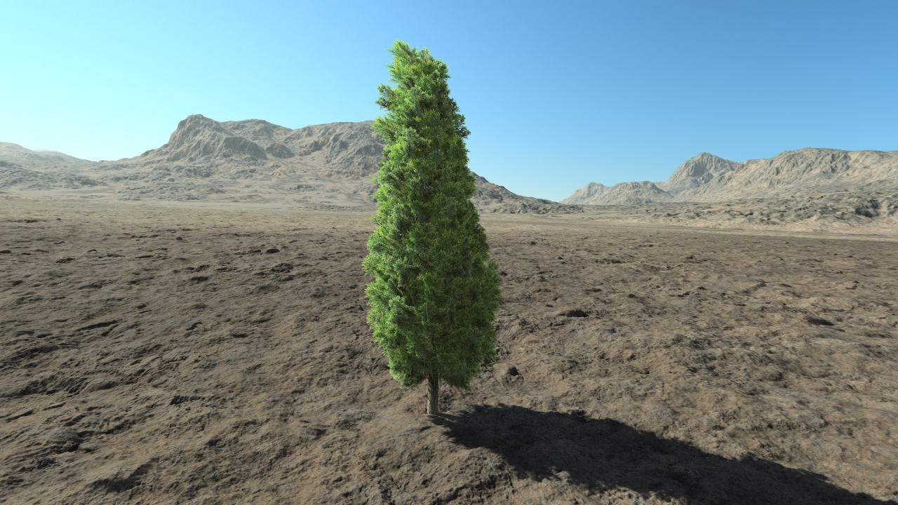 Small thuja hedge_2