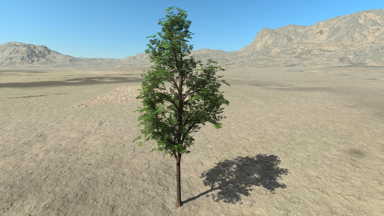 Summertime oak trees_2